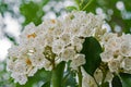 Mountain Laurel Ã¢â¬â Kalmia latifolia Royalty Free Stock Photo